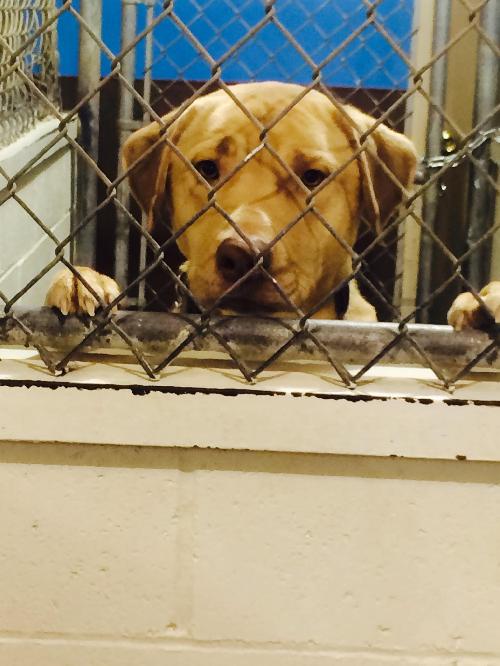 Lloyd - Urgent Foster Needed