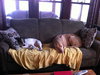 Lloyd - Urgent Foster Needed