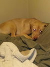 Lloyd - Urgent Foster Needed