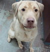 Lloyd - Urgent Foster Needed