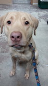 Lloyd - Urgent Foster Needed