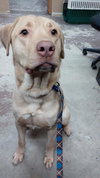 Lloyd - Urgent Foster Needed