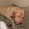Lloyd - Urgent Foster Needed