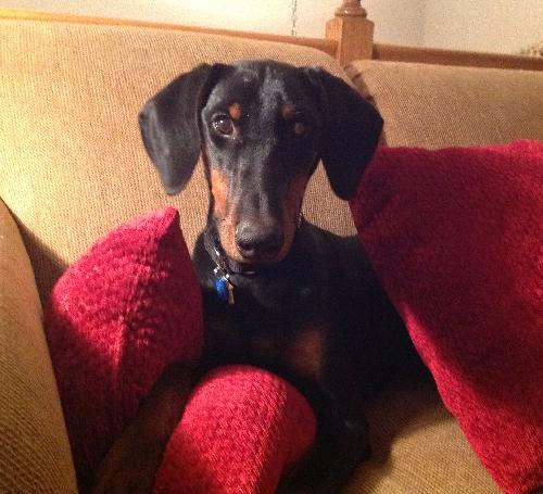 Lexie