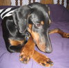 Lexie