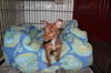 Frodo- Puppy