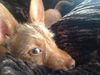 Frodo- Puppy