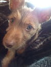 Frodo- Puppy
