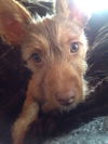 Frodo- Puppy