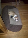 Sheldon-Puppy