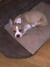 Sheldon-Puppy
