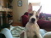Sheldon-Puppy