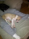 Sheldon-Puppy