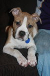 Sheldon-Puppy
