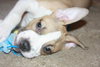Sheldon-Puppy