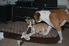 Sheldon-Puppy