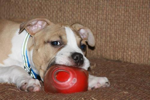 Sheldon-Puppy