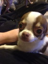 Brody