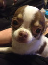 Brody