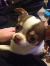 Brody