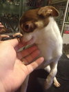 Brody