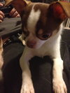 Brody