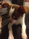 Brody