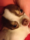 Brody