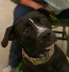Lucille