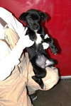 Dominoe -Puppy