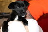 Dominoe -Puppy