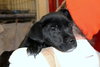 Dominoe -Puppy