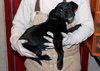 Dominoe -Puppy