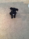 Dominoe -Puppy