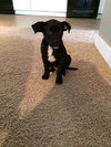 Dominoe -Puppy