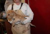 Chase-Puppy