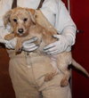 Chase-Puppy