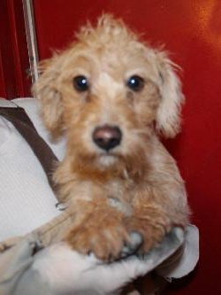 Chase-Puppy