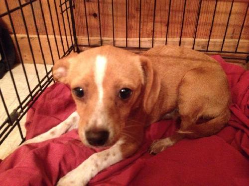 Betsy-Puppy