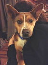 Baxter