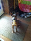 Baxter