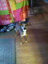 Baxter