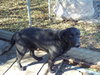 Tyson