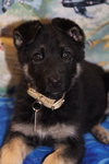 Moose