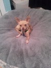 Suzette