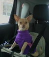 Suzette