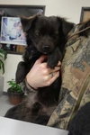 Monroe-Puppy