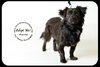 Monroe-Puppy