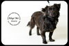 Monroe-Puppy
