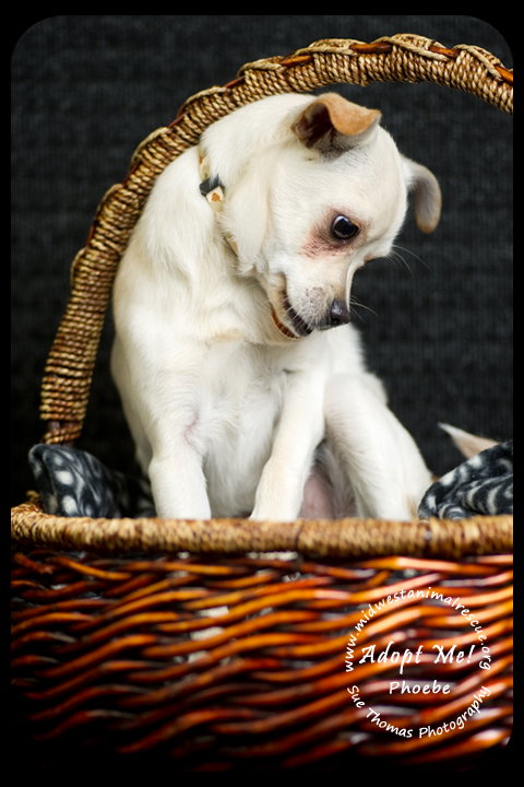 Phoebe-Puppy